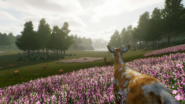 小鹿旅程/Deer Journey